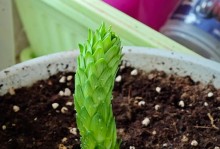 百合种植全指南（百合栽培技巧、百合品种选择、百合病虫害防治、百合收获与储存）