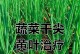大葱烂根如何防治（从栽种到收获，掌握这些方法让你的大葱不再烂根）