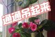 大岩桐的养护秘籍（打造健康繁茂的大岩桐，一步步教您如何养护）