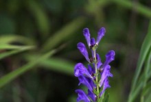 黄芩的种植时间选择（黄芩种植月份、适宜的温度和土壤要求）