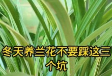 冬季兰花养护指南（寒冬保护兰花，温暖花卉如春）