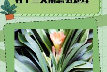 如何正确处理冬季君子兰夹箭问题（解决君子兰夹箭问题的实用方法和技巧）