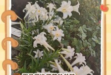 百合无花的养护秘籍（掌握关键技巧，让百合重新绽放光芒）