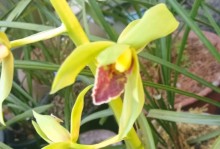 惠兰一年开几次花？（探秘惠兰的开花周期及生长条件。）