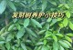 发财树浇白糖水的正确方法（浇白糖水不是迷信，它真的可以助发财）