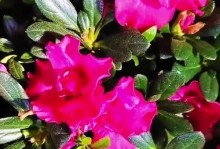 如何养护杜鹃花以促使其开花？（掌握关键步骤，让杜鹃花绽放美丽）