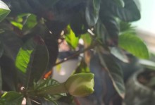 栀子花的耐寒能力及其关键因素分析（极寒条件下栀子花的生存与适应机制探究）