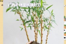 佛肚竹的正确浇水方法（掌握佛肚竹的水分需求，让它健康成长）