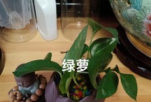 水培绿萝发黄怎样变绿（教你轻松解决绿萝变黄的问题）