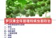 应对罗汉松虫害的综合防治措施（保护森林生态建设健康环境）