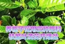 不施肥料，如何使桅子花茁壮成长？（无肥料培育桅子花的技巧与经验分享）
