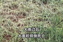 香葱种植时间和生长周期详解（从选择种子到收获，全面掌握种植技巧）