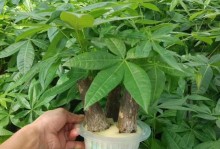 发财树小苗的种植方法（从苗木选购到种植技巧，打造富贵绿色家园）