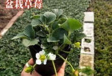 草莓苗种植的盆选用指南（选择合适的盆，让草莓苗茁壮成长）