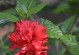 家里养木槿花的风水好处（木槿花的五大优点和养护技巧）