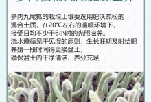 珊珊珠多肉的养殖技巧（打造精美多肉花坛，快速掌握珊珊珠养护方法）