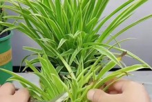 佛珠吊兰黄叶原因及处理方法（探究佛珠吊兰黄叶的原因以及有效的处理方法）