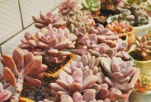 多肉树养护指南（打造繁茂多肉树的养护秘籍）