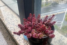 多肉植物（探索多肉植物的美丽与养护之道）