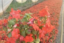 非洲凤仙花的养殖与护理（打造繁花似锦的非洲凤仙花园）
