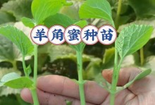 哈密瓜种植指南——掌握最佳种植时间和季节（一年中可种植几季？最佳种植时间是什么时候？）