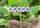 哈密瓜种植指南——掌握最佳种植时间和季节（一年中可种植几季？最佳种植时间是什么时候？）