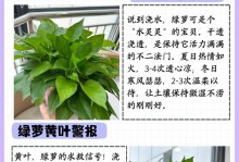 绿萝水插的方法与技巧（快速繁殖绿萝的水插方法及注意事项）