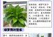 绿萝水插的方法与技巧（快速繁殖绿萝的水插方法及注意事项）