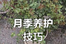 月季过冬施肥技巧（冬季月季养护与施肥方法）