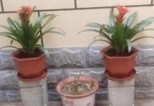 植物红星的养护技巧（打造一个健康繁茂的红星花园）