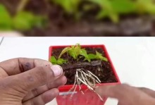 三角梅插扦的最佳时间选择（繁衍美丽的三角梅，掌握最佳时机）