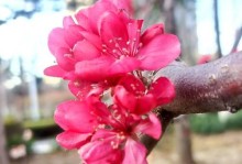 海棠春天开花的美丽与奥秘（一年一度的春天，海棠绽放如画）