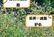 苦荞产地揭秘（苦荞产地定位、优质种植区域、全国产量排名等详细介绍）