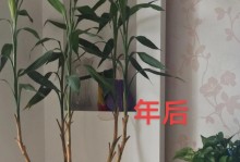 富贵竹在北方冬天是否能生存？（北方冬天的严寒条件下，富贵竹是否具备足够的适应能力？）