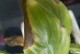 如何处理植物叶片的污垢（清洁植物叶片的有效方法）