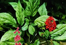 人参在花盆里的种植方法（简单有效的室内人参种植指南）