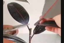 探索橡皮树扦插法繁殖的技巧与方法（一种可行的绿色植物繁殖方式——橡皮树扦插法）