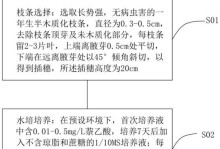 以三角梅用水扦插技术繁育新苗（掌握正确的扦插方法，轻松培育三角梅新芽）