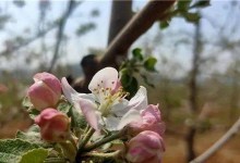 苹果花之色——探秘苹果花的颜色（苹果花的奥秘与变化）