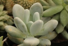 打造青星美人夏天养护攻略（助你轻松应对夏季肌肤问题，拥有青春明亮的肌肤）
