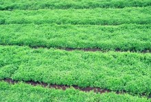 当参种植条件适合什么地方种植？（了解当参种植的地理条件及栽培要点，打造健康产业链）