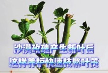 沙漠玫瑰叶子的卷法及用途（玫瑰叶子的巧妙卷法，让你尽显独特魅力）