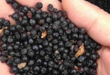 玫瑰种子的种植与养护（从种子到绽放，打造花园中的绝美玫瑰花海）