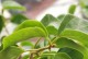 曼陀罗不开花的解决方法及照顾技巧（探寻曼陀罗开花困境的关键原因与应对策略）