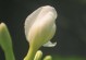 狗牙花的养殖技巧（打造美丽花园的秘密-狗牙花养护指南）