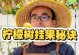 柠檬挂果期施肥技巧（优化柠檬产量的关键——适时施肥）