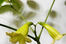 幸福树开花的神奇景象（了解幸福树花期长的特点）