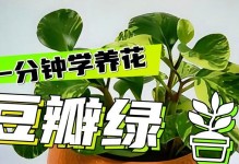 豆瓣绿小盆栽养护秘籍（打造盆栽的绿色小天地，轻松享受自然生活）