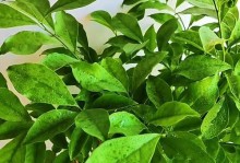 冬季养护二色茉莉的秘诀（让二色茉莉在寒冷的冬天绽放美丽花朵的关键）