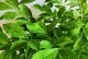 冬季养护二色茉莉的秘诀（让二色茉莉在寒冷的冬天绽放美丽花朵的关键）